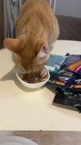 A ginger cat is shown eating from a bowl of cat food. The bowl is on a light-colored table next to several packages of cat food. The cat is facing down and appears to be focused on its meal. The background is blurred but appears to be an indoor setting with some curtains visible. The video then transitions to a blurry shot of a floor with a rug and decorative tiles. Another shot shows a blurry view of a kitchen counter with bottles and what appears to be a cat food dispenser. The video then focuses on a grey cat eating from a bowl of food on a kitchen counter. A sink and faucet are visible in the background.
