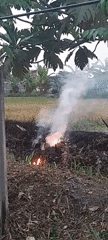 Field-edge fire burns through dry brush in Bendungan, Indonesia