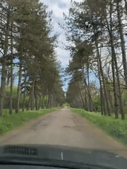 Drive captured through pine-lined road with overhead canopy