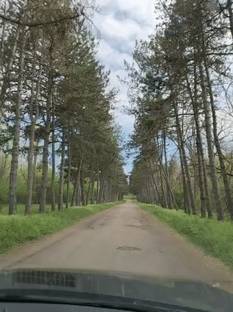 Drive captured through pine-lined road with overhead canopy