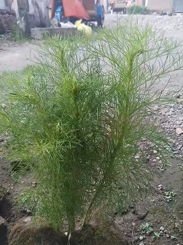 Here is a detailed description of the video:

The video presents a close-up shot of a plant with feathery, light-green foliage. The plant is situated in what appears to be a garden setting, with soil and a large rock visible beneath its base. The background includes a glimpse of a pathway or street, with hints of a building or structure, along with some objects under a tarp. The camera remains stationary throughout the video, providing a stable and consistent view of the plant.