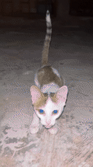 Cats spotted on concrete in Katcha, Nigeria