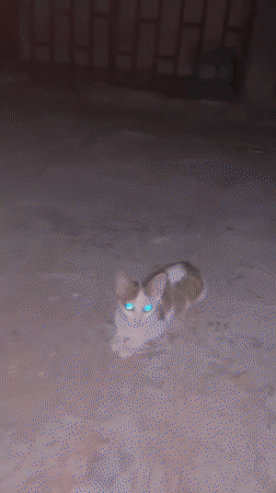 Cats spotted on concrete in Katcha, Nigeria