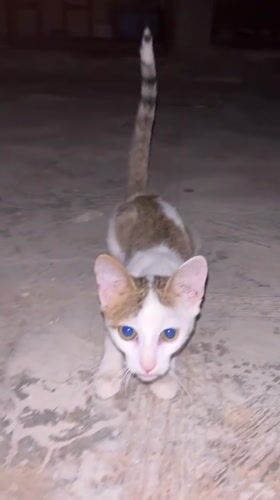 Cats spotted on concrete in Katcha, Nigeria