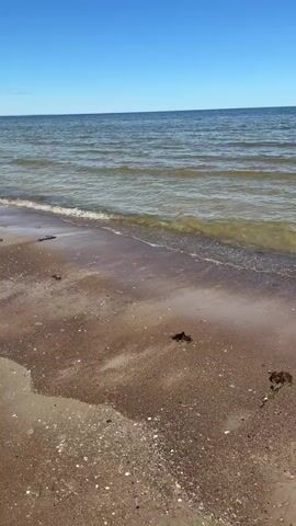 The video shows a beach on a clear, sunny day. The sky is a bright blue.  The ocean is a murky greenish-brown color, with small waves gently lapping against the shore. The sand is a mix of light and dark brown, with small white shells scattered across it. There are a few pieces of seaweed on the beach. The camera is stationary.