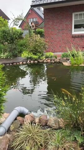 A handheld vertical video shows a garden with a koi pond and a brick house in the background. The camera pans slowly to the right, revealing more of the house and the garden. The pond is filled with green water and several koi fish swim around. A gray pipe empties water into the pond, creating ripples. The pond is surrounded by various plants and rocks. The brick house has white-framed windows and a white double door.