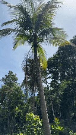 Tourist captures morning moments exploring Ko Phangan, Thailand