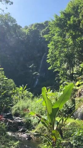The video shows a beautiful natural landscape with a waterfall cascading down a rocky cliff. Lush green vegetation, including large banana leaves, surrounds the waterfall. The sun shines brightly, creating a serene and tranquil atmosphere. The water flows into a stream at the bottom, where rocks are visible in the clear water. The scene is serene and peaceful.