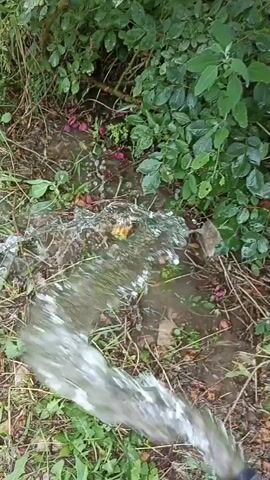 A stream of water is being poured from an unseen source onto the ground, which is covered with grass, dirt, and some fallen pink flower petals. The water flows across the ground and into a small puddle. Green leaves and branches are visible in the background.