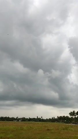 The video shows a landscape with a field of dry grass in the foreground. Behind the field is a line of trees, possibly including palm trees. The sky is overcast with dark, heavy clouds. A bird flies across the sky. The sound of a chicken can be heard.