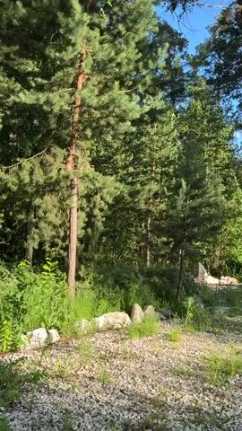 The video shows a view of a forest with pine trees in the foreground. The trees are tall and green, with sunlight filtering through the branches. The ground is covered in gravel and small white stones. In the background, there is dense green foliage. The sky is blue and clear. There are no people or animals visible in the video. The video is static, with no movement.