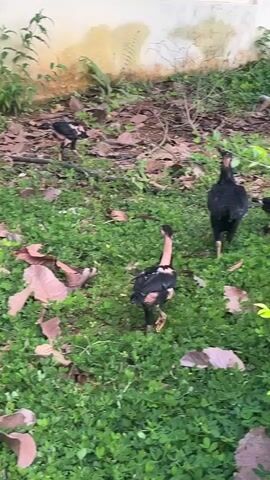 Several chickens are foraging in a grassy area with scattered leaves and dirt. The chickens appear to be of various sizes and colors, including black and black and white. In the background, a light-colored wall with some staining is visible, along with some green foliage and branches. The lighting suggests it is daytime.