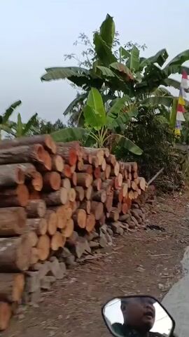The video begins by showing a pile of cut logs stacked on the left side of the screen. Behind the logs, banana trees are visible. The camera pans to the right, revealing a colorful flag with multiple sections of red, white, yellow, and blue, attached to a pole. The flag is fluttering slightly. Further in the background, more banana trees and other vegetation can be seen, along with what appears to be a dirt path or road. The sky above is overcast. The perspective suggests the video is being recorded from a moving vehicle, possibly a motorcycle, as indicated by the partial view of a person's hand and part of a helmet in the foreground at the very beginning. The video continues to move along the path, with the vegetation and banana trees remaining prominent features. The flag is visible periodically as the camera moves. The path appears to be unpaved and dusty. The scene suggests a rural or semi-rural environment.