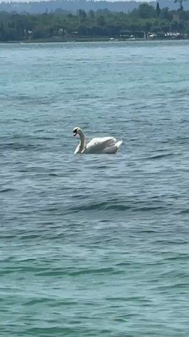 A white swan swims on a body of water. The swan is in the center of the frame, with its head turned to the left. Its wings are slightly raised, as if it is about to take flight. The water is a deep blue color, and there are small ripples on the surface. In the background, there is a shoreline with trees and buildings. The sky is a light blue, and there are a few scattered clouds.