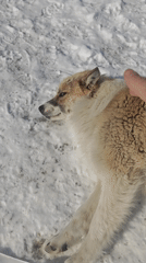Dogs receive gentle petting in snowy Russian location