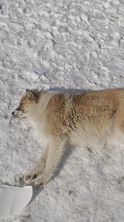 Dogs receive gentle petting in snowy Russian location