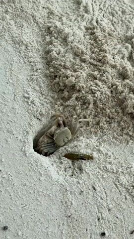A close-up, overhead shot shows a small, light-colored crab emerging from a hole in the sand. The crab is positioned to the left of the frame, with its body and legs partially visible. To the right of the hole, a small dead fish lies on the sand. The sand is light in color and appears damp, with some texture and small lumps. The lighting suggests it is daytime, likely outdoors.