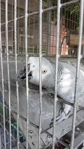 A close-up shot shows an African Grey parrot in a metal cage. The parrot is mostly grey with a white face and yellow eyes. It is holding a thin, dry stalk in its beak and appears to be chewing on it. The cage has thick, vertical bars. The background is blurred but suggests an outdoor or semi-outdoor environment with some greenery and brickwork visible. A hand with a partial view of a finger briefly enters the frame from the bottom left, seemingly interacting with the parrot or the cage. The video is dark and grainy.