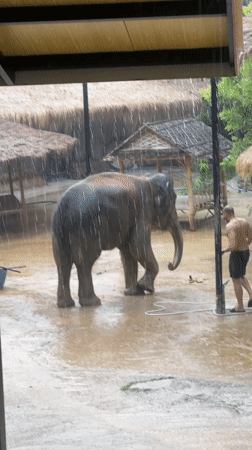 Elephant sanctuary operations continue during heavy rainstorm in Thailand