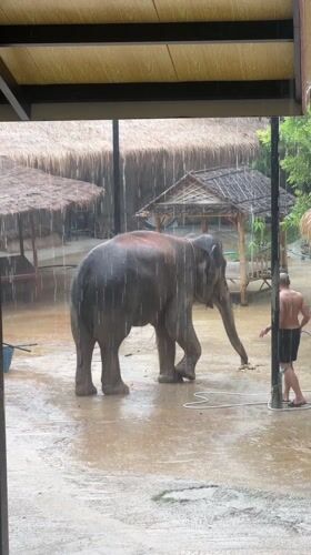 Elephant sanctuary operations continue during heavy rainstorm in Thailand