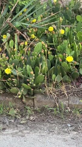 The video begins with a close-up of a prickly pear cactus with bright yellow flowers in bloom. The cactus is growing along a low stone wall, with dry grass and some green foliage surrounding it. Behind the cactus, a large, spiky green plant, possibly a yucca, is visible. The scene appears to be outdoors on a sunny day.

The camera then pans upwards, revealing more of the surrounding environment. We see the textured stone of a building, a tiled roof with a gutter system, and then a pale green building with arched windows. The building seems old, with signs of wear and tear on its plaster. The video focuses on the architectural details of the building, which appears to be a bell tower or part of a church. The arches are outlined in white, and the building is painted a light green color. The overall impression is that of a rustic, sun-drenched location.

There are no people visible in the video. The activity depicted is simply the static presentation of the cactus and then the upward reveal of the building. The time of day appears to be daytime, and the weather seems clear and sunny, given the bright lighting. The location cues point to a village or town in Bulgaria, given the architectural style and the presence of the prickly pear cactus which is common in the Mediterranean region and parts of Bulgaria. There is no visible text in the video.