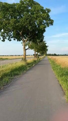 A paved pathway runs alongside a road, bordered by a row of mature trees with lush green foliage. To the right of the pathway, a field of golden crops, likely wheat or barley, stretches towards the horizon. To the left of the road, more fields are visible, with some buildings and structures in the distance. The sky above is a clear, bright blue with a few wispy clouds. The scene is bathed in the warm, soft light of late afternoon or early evening. A white car is seen driving on the road. The overall impression is one of rural tranquility and natural beauty. The time of day appears to be late afternoon or early evening, indicated by the quality of the light. The presence of agricultural fields suggests a rural setting. No visible text is present in the media.