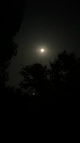 A video showing the moon in the night sky, partially obscured by silhouetted trees.
