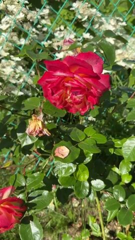 The video shows a close-up view of a red and yellow rose in a garden. The rose is in full bloom and has several petals. There are also some dead or wilting roses in the background. The garden is surrounded by a green fence. The video is shot in daylight, and the sun is shining.