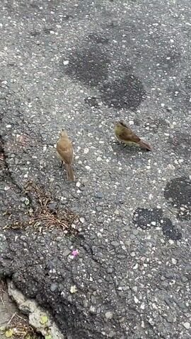 Two brown birds stand on a textured asphalt surface. The birds are small with slender bodies and long tails. They are oriented in different directions, one looking left and the other looking slightly upward. The asphalt is mostly gray with small spots of white and dark patches. There is a small patch of dead vegetation in the lower left corner. The camera angle is slightly overhead, providing a clear view of the birds and the ground.