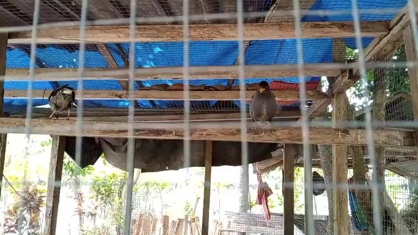 The video shows two birds inside a wooden cage with wire mesh. The birds appear to be a type of myna bird. One bird is on the left, facing towards the right and appears to be moving. The other bird is on the right, facing towards the left. The cage has a wooden frame and is covered with a blue tarp on the top. Outside the cage, there is foliage and vegetation, suggesting an outdoor environment. The lighting suggests it is daytime.