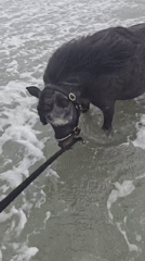 Horse stands in ocean waters at French beach