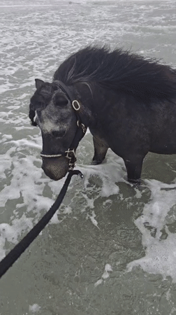 Horse stands in ocean waters at French beach