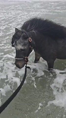 The video shows a black horse standing in shallow, foamy ocean water. The horse has a grey muzzle and a dark mane. It wears a black halter with silver-colored rings and a black lead rope is attached. The person holding the lead rope is not visible in the frame. The horse stands still, looking toward the camera as the waves gently wash around its legs. The ocean water is a light grey color.  The scene is overcast with a grey sky and flat light.