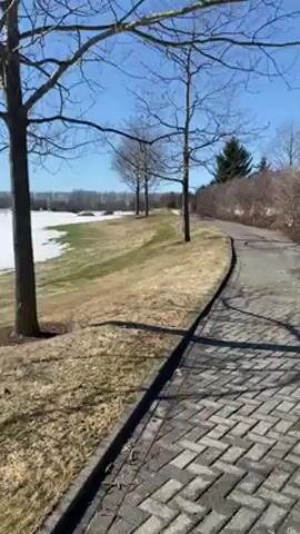 The video shows a paved, herringbone-patterned walkway on a sunny day. To the left, a grassy area with patches of snow is visible. Some bare trees line the path, and there are bushes on the right side. The walkway slopes upwards. A bird flies into frame overhead, then out.