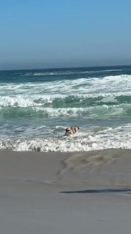 A dog runs along the beach, having retrieved a stick from the ocean. The sky is clear and blue. Waves roll onto the shore in the background. The sand is smooth and wet, reflecting the sky and the dog. The dog is light brown with a dark muzzle. It runs towards the right of the frame, carrying the stick in its mouth. A person's leg briefly enters the frame on the right side.