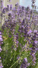 Summer garden wildlife captured in close-up nature observations