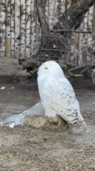 Zoo visitors document birds, wildlife interactions in Shakhty, Russia