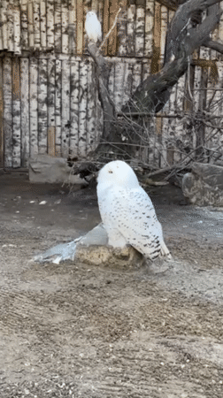 Zoo visitors document birds, wildlife interactions in Shakhty, Russia