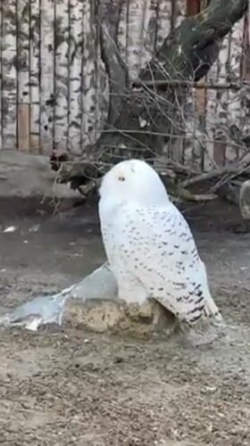 Zoo visitors document birds, wildlife interactions in Shakhty, Russia