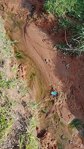 This media file shows a shallow, sandy streambed in Gbaza, Nigeria, with vegetation growing along its banks. The water appears muddy and contains some green algae. The streambed has a winding shape, with sand deposits creating ripples. Some small rocks are visible in the water and on the banks. The surrounding vegetation is lush and green, indicating a possibly humid or rainy season. The lighting suggests it is daytime, likely midday or afternoon, as there are no strong shadows. The scene is natural and undisturbed, with no people or animals visible. There is no visible text in the media file. The overall impression is one of a serene, rural natural environment.