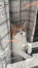 Pets captured in quiet moments across Buenos Aires homes
