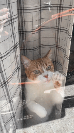 Pets captured in quiet moments across Buenos Aires homes