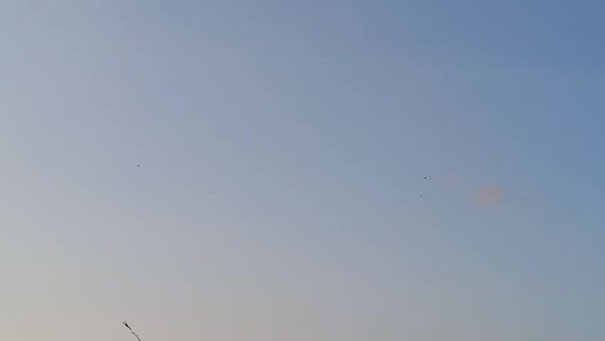 The video shows a wide shot of a pale blue sky during what appears to be either dawn or dusk, given the soft lighting. There are very faint clouds visible, one of which has a slight pinkish hue. A few small, dark specks that could be birds or insects are scattered in the sky. In the lower left corner, a small portion of a thin, dried plant stalk or branch is visible, adding a subtle foreground element to the scene. The overall impression is one of quiet, open space.