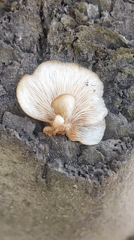 Nature Photography Documents Mushrooms and Butterflies in Indonesian City