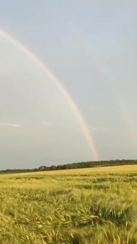 This video shows a natural landscape with a prominent rainbow arcing across a bright, partly cloudy sky. The foreground is dominated by a field of tall, yellow-green grass or grain, likely in a rural setting. In the distance, a line of trees marks the horizon. The camera pans slowly to the left, revealing more of the field and the rainbow.

The activity taking place is the observation of a rainbow, suggesting recent rainfall or ongoing precipitation in the vicinity of the sun. The lighting and the presence of the rainbow indicate that it is daytime, likely late afternoon or early evening given the soft light. The sky is a pale blue, transitioning to a lighter gray or white towards the horizon.

Notable details include the vibrant colors of the rainbow, which are clearly visible against the sky. The texture of the field is also apparent, with individual stalks of grass swaying gently. The presence of trees, some with leaves, suggests a temperate climate. No people or man-made objects are clearly visible, reinforcing the natural and tranquil feel of the scene. There is no visible text in the video. The overall mood is one of peacefulness and natural beauty, possibly evoking a sense of wonder and optimism associated with the appearance of a rainbow. The location context of Gartz (Oder), Germany, suggests a European countryside setting.