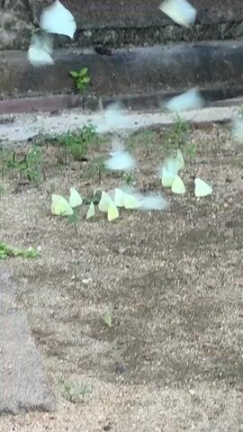 The video shows a cluster of pale yellow butterflies resting on a patch of sandy ground near a concrete edge. Some butterflies are stationary on the ground, while others flutter and fly around, creating a dynamic scene with motion. Small green plants sprout sparsely in the area.