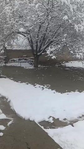 The video presents a snow-covered rural or semi-rural landscape. The camera appears to be handheld and pans slowly across the scene. The foreground features patches of exposed ground and a concrete area. A tree heavily laden with snow is visible in the initial shot. As the camera pans, we see a snow-covered yard with a fence, a few simple buildings or structures with snow on their roofs, and bare trees in the background. A communications tower can be seen in the distance. The sky is overcast, suggesting a continuation of the snowfall. There is also some indistinct chatter that may be children, in the background.