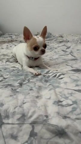 A chihuahua dog lies on a bed with a grey floral pattern. The dog is white with tan markings on its head and ears. It is wearing a red collar. The dog is looking at the camera. The background is a plain white wall.