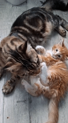 Cats play together indoors in Russian home