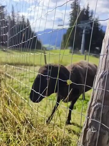The video shows a dark-colored sheep with a yellow ear tag standing in a grassy field behind a wire fence. The sheep is facing left and appears to be grazing. In the background, there are trees and mountains, and a ski lift can be seen on a hill. The sun is shining, creating shadows. The camera is positioned close to the fence, and the fence is in focus in the foreground. The video is shot in a horizontal orientation.
